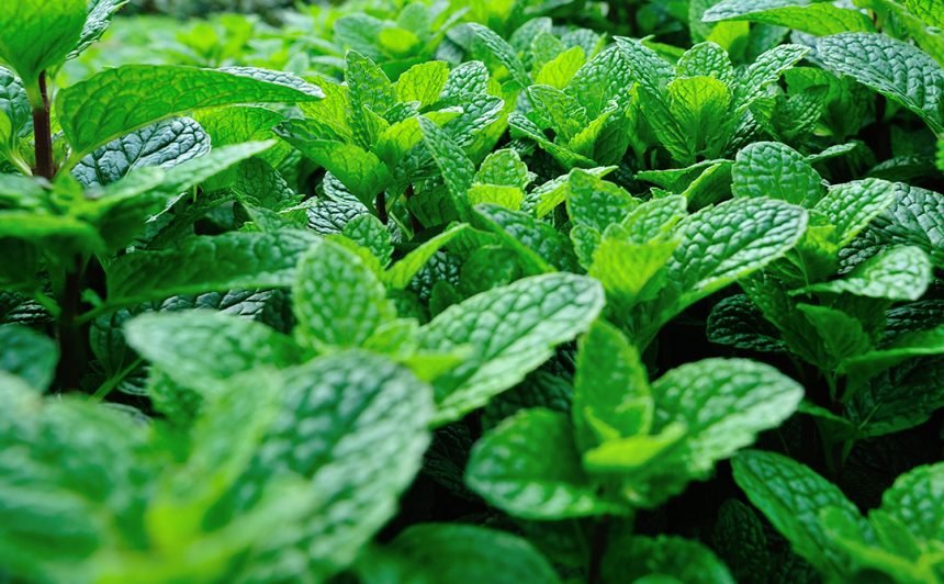 Beneficios de la Menta - Salud Natural